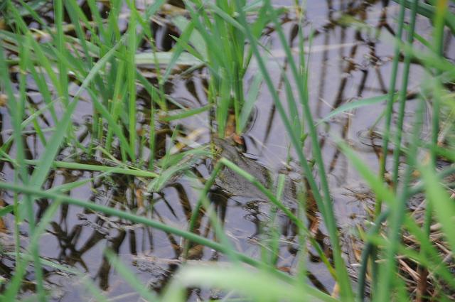 DSC_2386.JPG