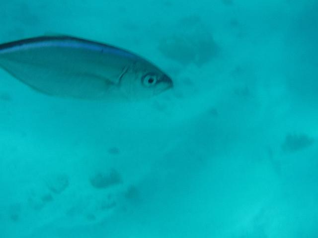 DSCF1205.JPG