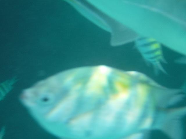 DSCF0148.JPG